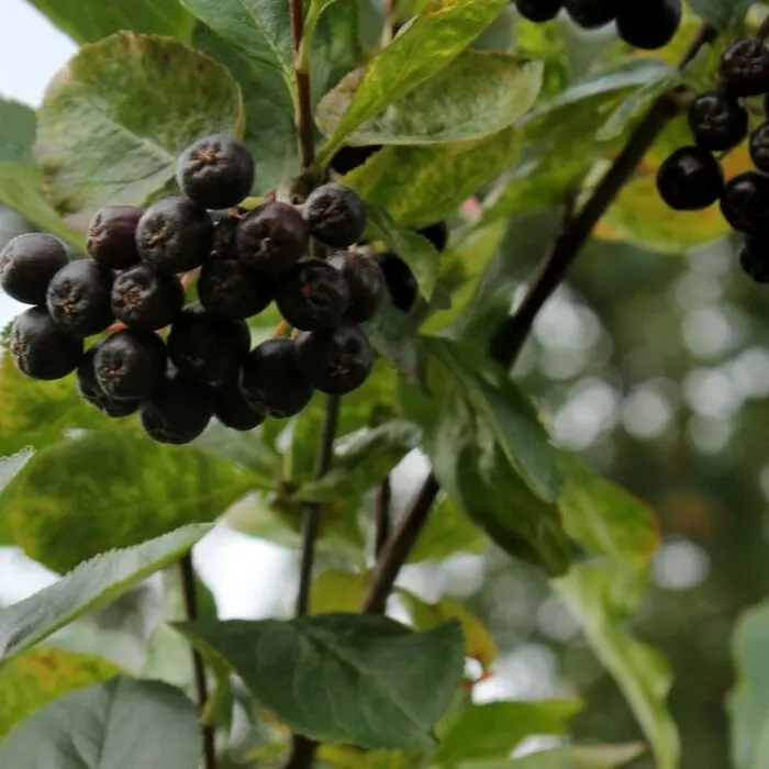 Aronia Berry Powder