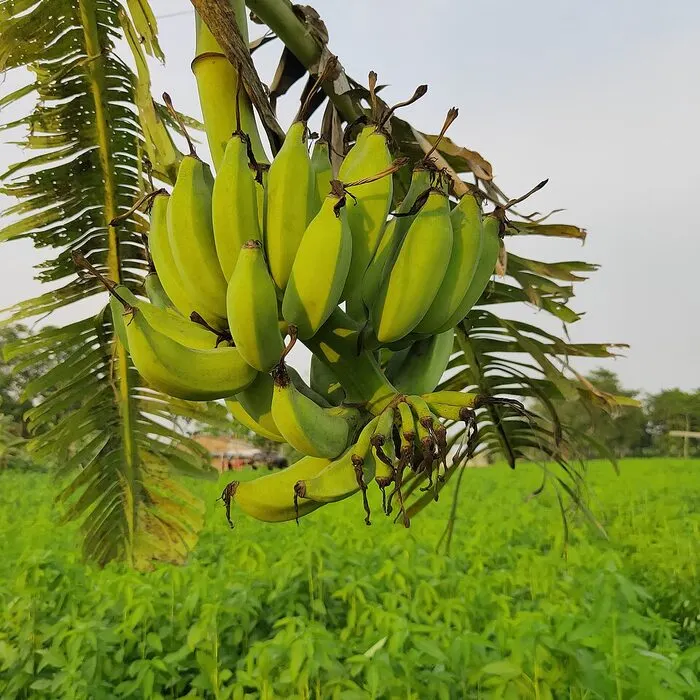 Banana Powder