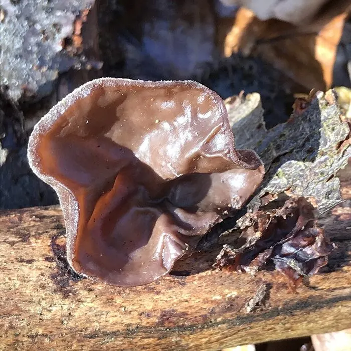 Black Fungus Extract