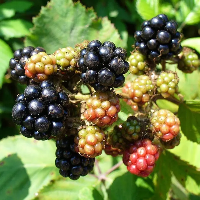 Blackberry Powder