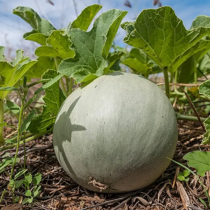 Cantaloupe Powder