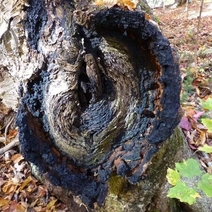 Chaga Mushroom Extract