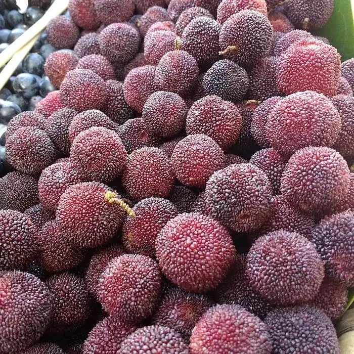 Chinese Bayberry Powder