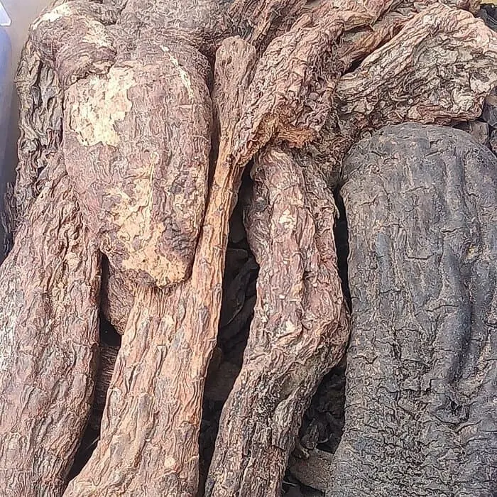Cistanche Deserticola Extract