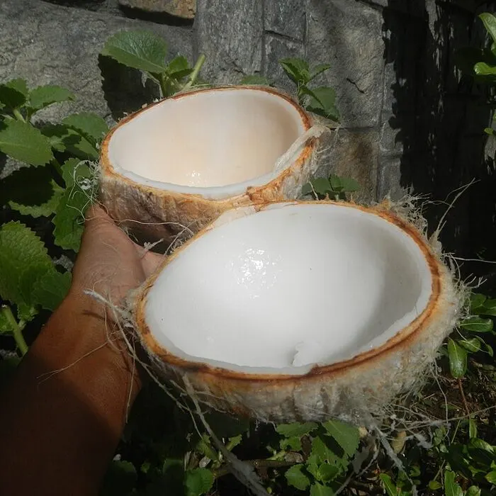 Coconut Powder