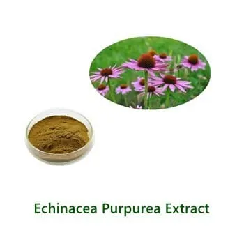 Echinacea Extract