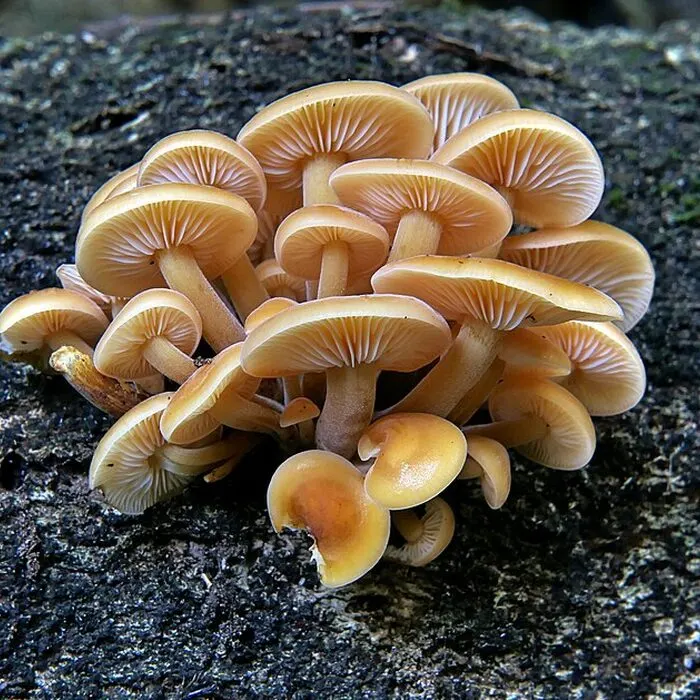 Enoki Mushroom Extract