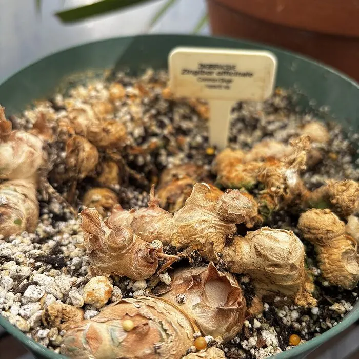 Ginger Tincture