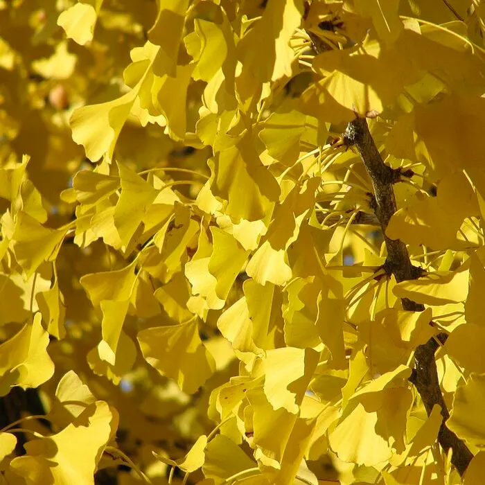 Ginkgo Biloba Extract