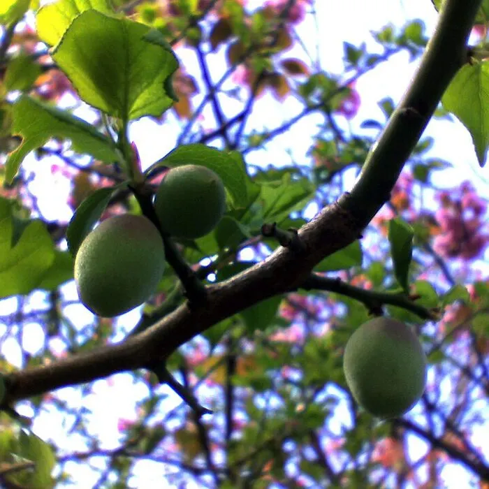 Green Plum Powder