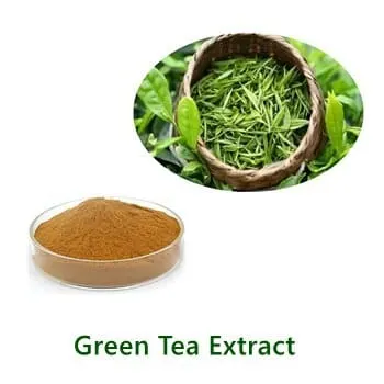 Green Tea Extract