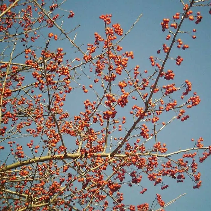 Hawthorn Extract