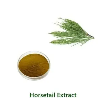 Horsetail Extract