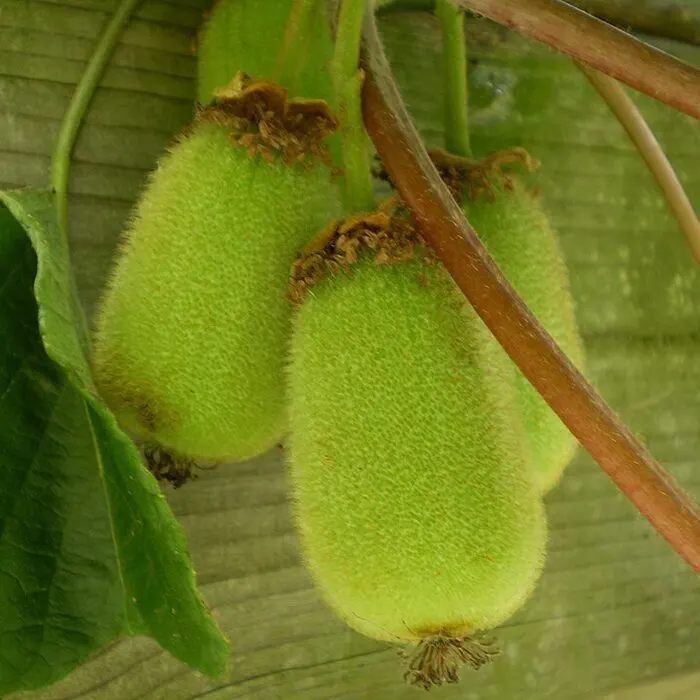 Kiwi Fruit Powder