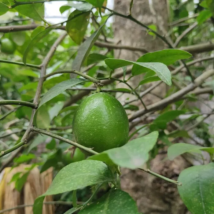 Lemon Powder