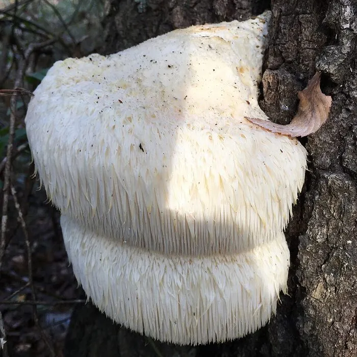 Lion's Mane Extract