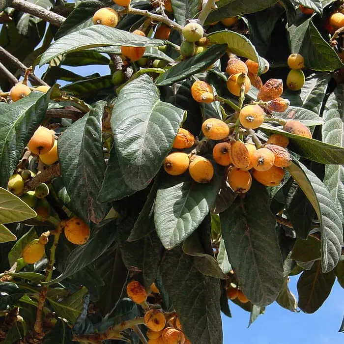 Loquat Powder