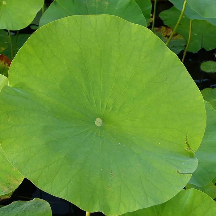 Lotus Leaf Extract