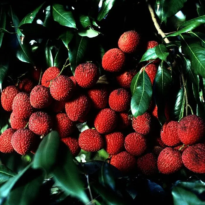 Lychee Powder