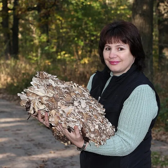 Maitake Mushroom Extract