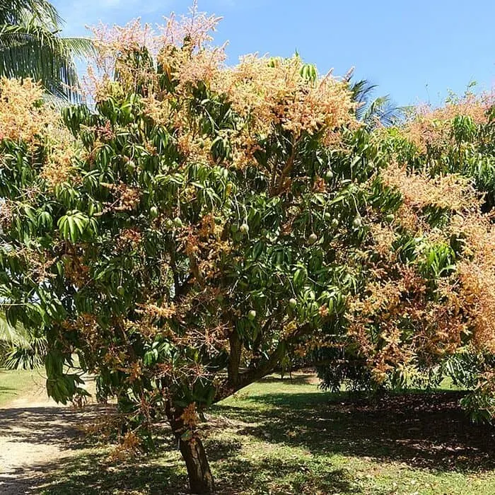 Mango Powder