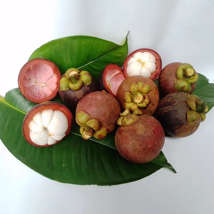 Mangosteen Powder