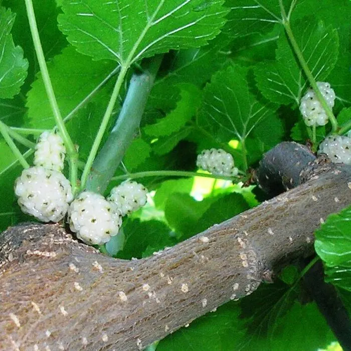 Mulberry Powder
