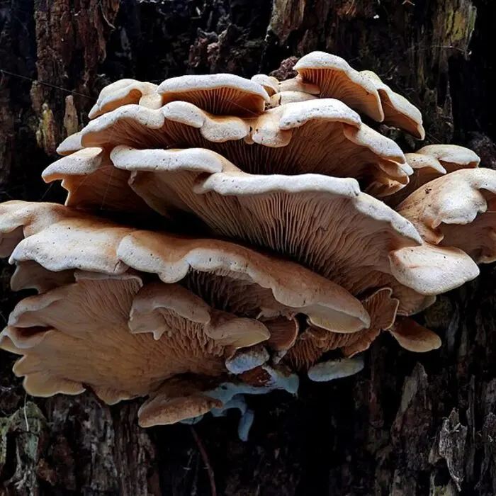 Oyster Mushroom Extract