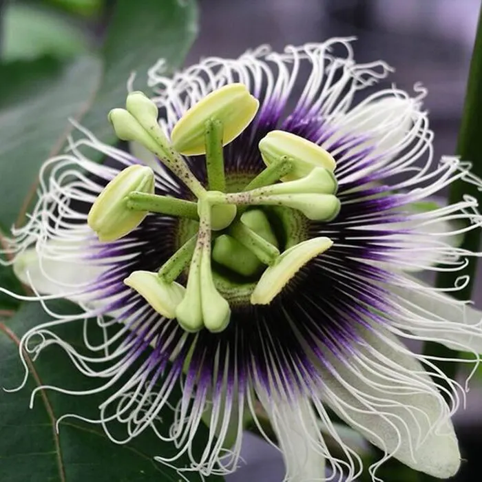 Passion Fruit Powder