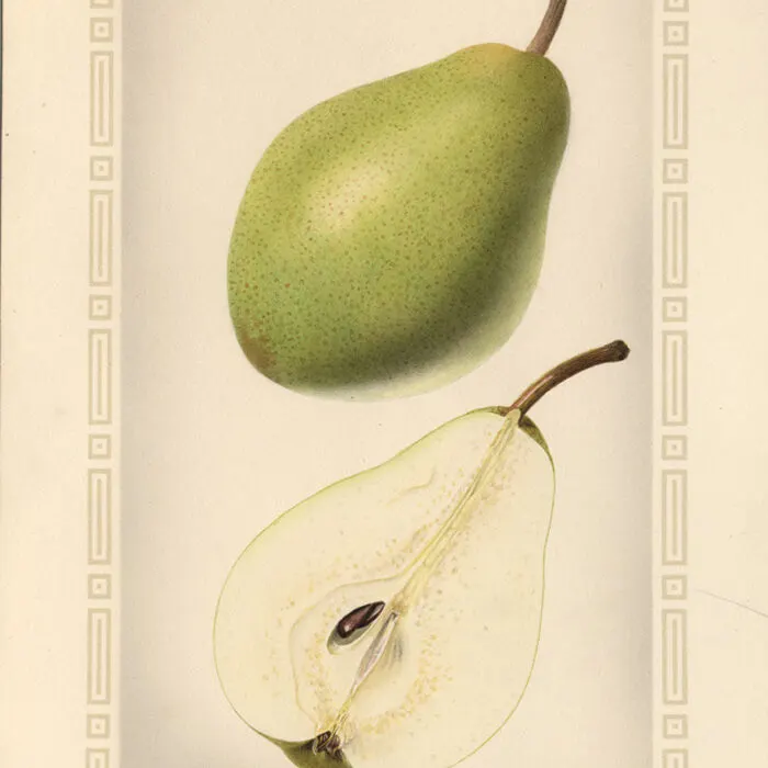 Pear Powder