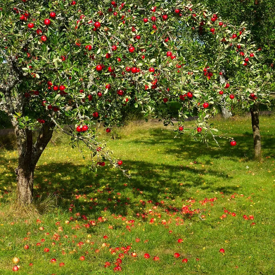 Apple tree (Malus domestica) laden with red apples in a grassy orchard, source of phloretin