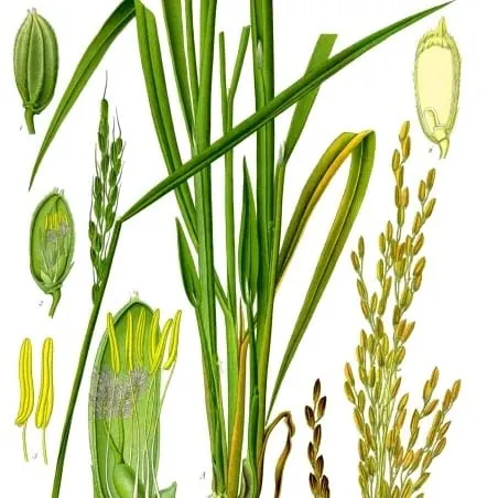 Phytoceramide