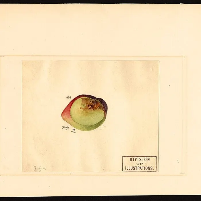 Plum Powder