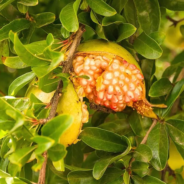 Pomegranate Powder