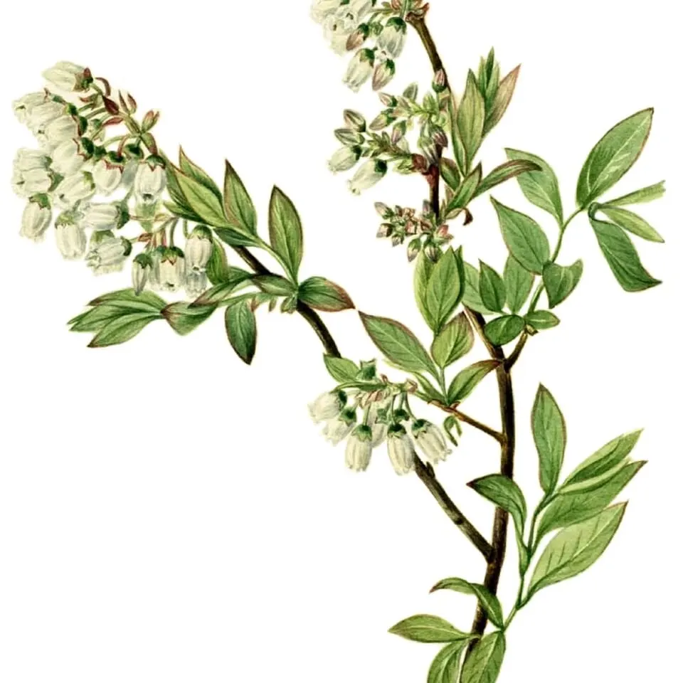 Pterostilbene