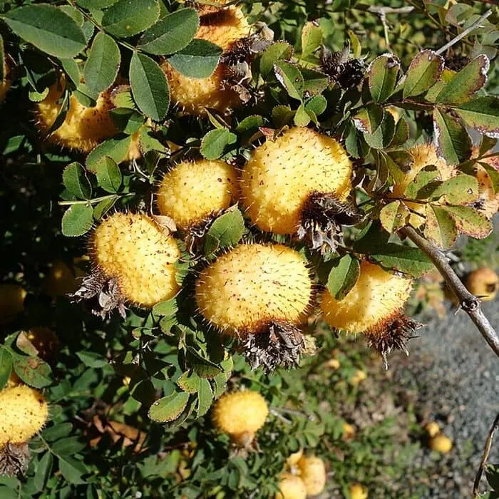 Rosa Roxburghii Powder