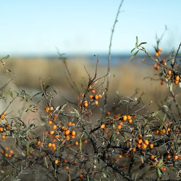 Sea Buckthorn Powder
