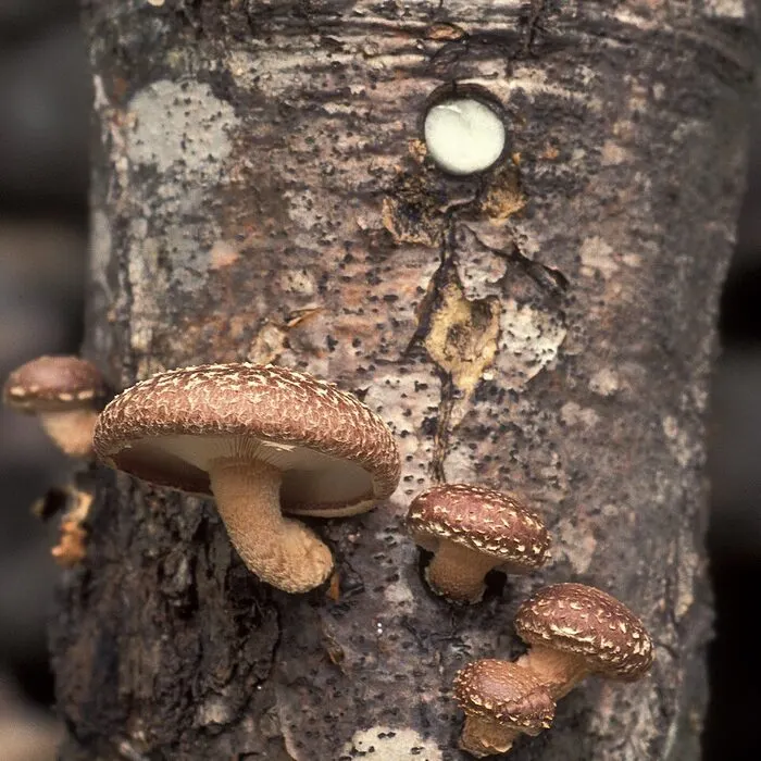 Shiitake Mushroom Extract