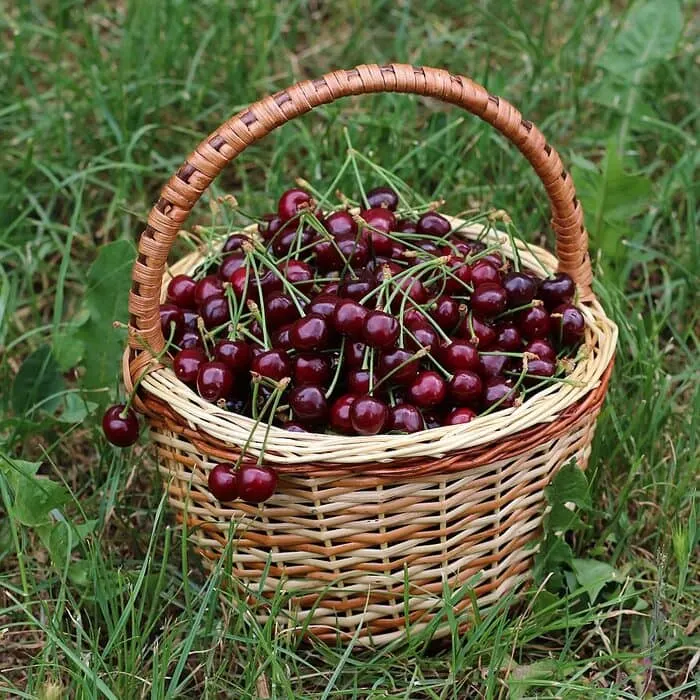 Sweet Cherry Powder