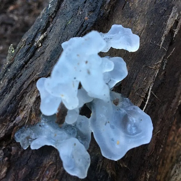 Tremella Mushroom Extract