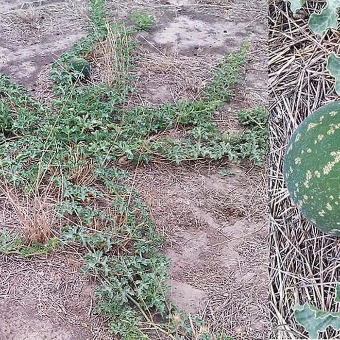 Watermelon Powder