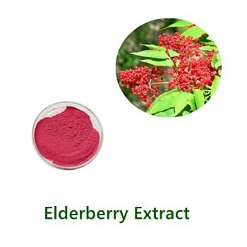 Elderberry Extract