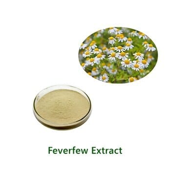 Bulk Feverfew Extract powder sample