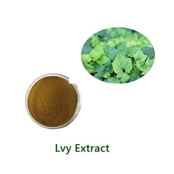 Bulk Ivy Leaf Extract powder sample