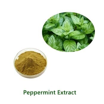 Bulk Peppermint Extract powder sample